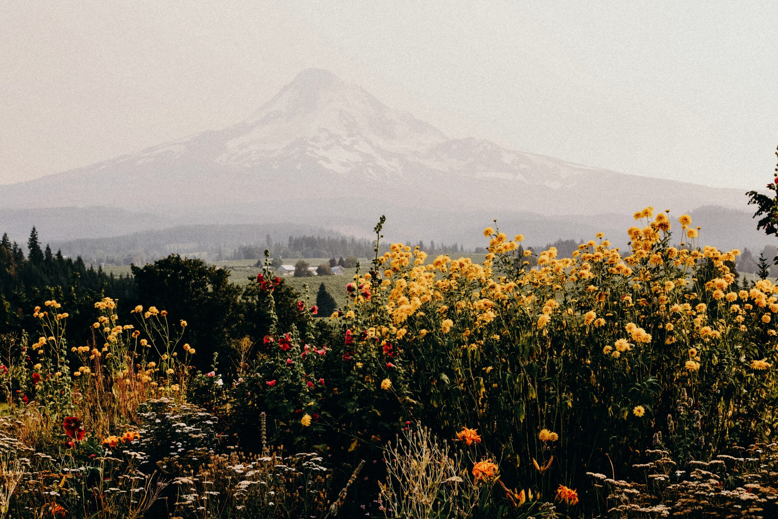 biodiversity in nature, wildflowers in a field with a foggy mountain in the background